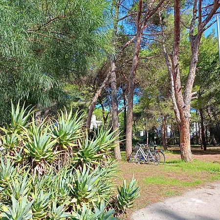 Leccesine سان كاتالدو